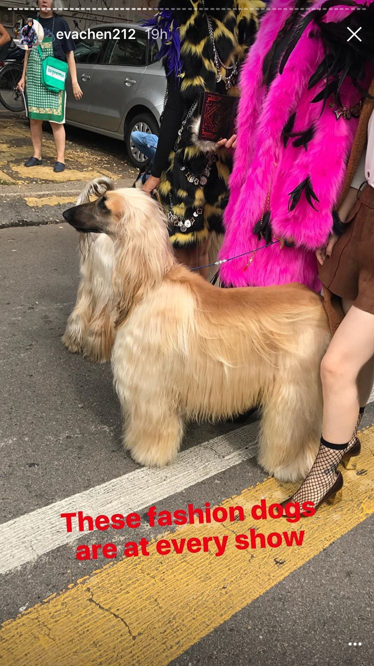 milan fashion week dogs